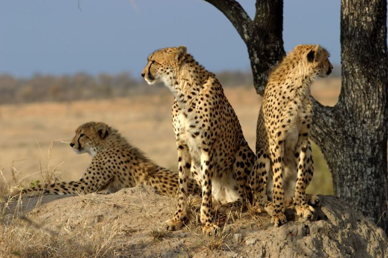 cheetah7.jpg